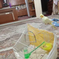 عروس هلندی