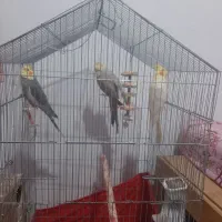 فروش فقط به علت نرسیدن