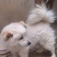 سگ پامر ، سگ پامر روباهی ، سگ ، سگ خونگی