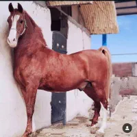 کشش اسب کره سهیل حیدر