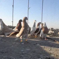 کفتر پرشی