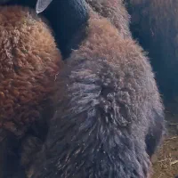 بره نر|حیوانات مزرعه|سنندج, |دیوار