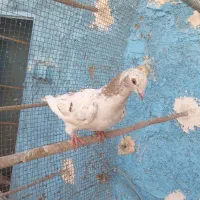 کفتر سرور دورگ شهرستانی|پرنده|کرج, پیشاهنگی|دیوار