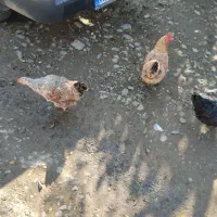 مرغ و خروس محلی|حیوانات مزرعه|اطاقور, |دیوار