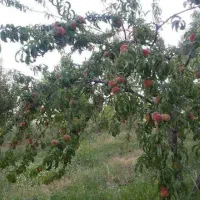باغچه