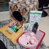 سگ پیکنز ۳ماهه نر|سگ|پردیس, فاز ۹|دیوار