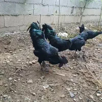 تخم ایام سمانی.جوجه ایام.مرغ ایام.خروس ایام|حیوانات مزرعه|تهران, خاوران|دیوار