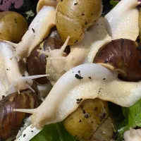 حلزون مولد|خزنده|شهریار, شهریار|دیوار