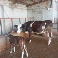 گاو سیمینتال شکم اول زایده با گوساله ماده|حیوانات مزرعه|مینودشت, |دیوار
