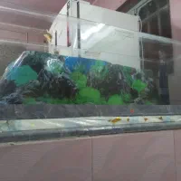 آکواریوم.وتجهیزات|ماهی|شیراز, پودنک|دیوار