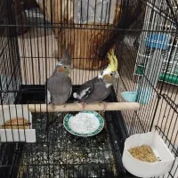 جوجه عروس هلندی دون خور|پرنده|بافق, |دیوار