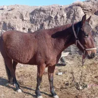 اسب یورقه تاخت  و گله گی