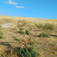 باغ ۱ هکتاری در روستای مشکین جیق بستان آباد|فروش زمین و ملک کلنگی|تیکمه داش, |دیوار