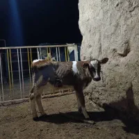 گوساله سیمینتال