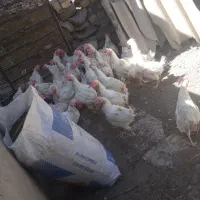 مرغ سفید همه جوان یک ساله