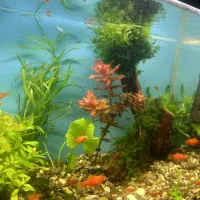 آکواریوم پلنت|ماهی|سنندج, |دیوار