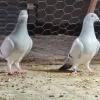 سبز شامی|پرنده|برازجان, |دیوار