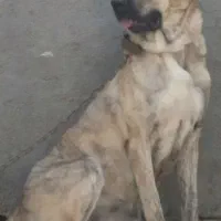سگ ماده