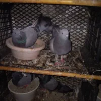 جفتی ۷۰۰۰۰۰۰|پرنده|سیجوال, |دیوار