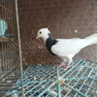 طوقی زرین اجری سرکه ای ابی همه رنگ معاوضه|پرنده|لنجان, |دیوار