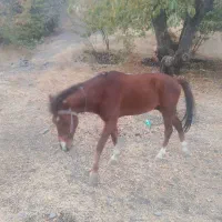 اسب نریون خودیرقه|اسب و تجهیزات اسبسواری|طرقبه, |دیوار