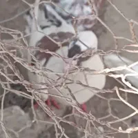 کبوتر|پرنده|بندر کنگان, |دیوار