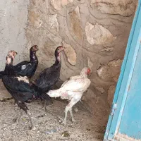 مرغ لاری عتیقه قلم سبز