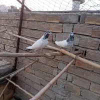 کله دم سبز|پرنده|پیر بکران, |دیوار