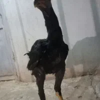 خر س شاموتیغ مشکی ونوچه مشکی وطوسی|حیوانات مزرعه|قم, شاه ابراهیم|دیوار