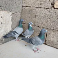 کفتر ماده پلاکی ذات مسافتی|پرنده|کربال, |دیوار