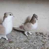 پشت زرد کاکلی|پرنده|اصفهان, تخت فولاد|دیوار