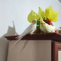 عروس زیبا و اماده برای تخم گذاری