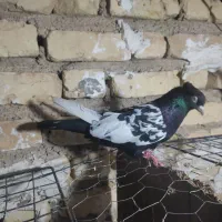 کفتر|پرنده|داراب, |دیوار