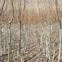 فرصت طلایی نمایندگی نهال با درآمد میلیاردی|خدمات باغبانی و درختکاری|اراک, |دیوار