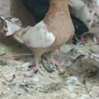 سینه زرد و زاغ آبادانی