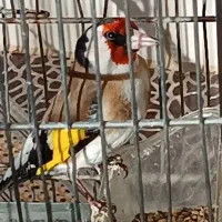 اسباب بازی سهره