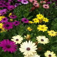 فروش زمین ۱۳ هزار متر در کوه سنگی سنداز