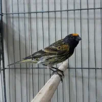 سهره. گلبسر. قناری. جوجه ۱ ساله در رزن