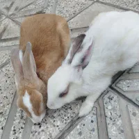 خرگوش خانگی بازیگوش