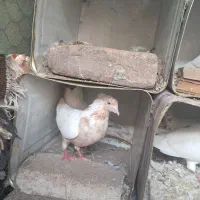 کبوتر|پرنده|سیرجان, |دیوار