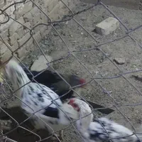 خروس|حیوانات مزرعه|بهار, |دیوار