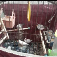 ۳عد فنج باقفس +۱عدد قفس بزرگ