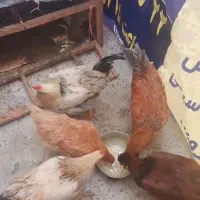 خروس محلی|حیوانات مزرعه|تهران, بیسیم|دیوار