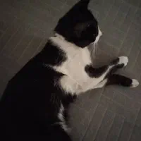 گربه گمشده|گربه|جهرم, |دیوار