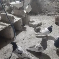 کبوتررنگه|پرنده|تربت‌حیدریه, شهرک ولیعصر|دیوار