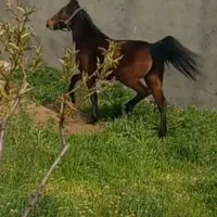 اسب