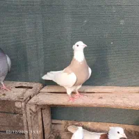 کبوتر طوقی|پرنده|بندر گناوه, |دیوار