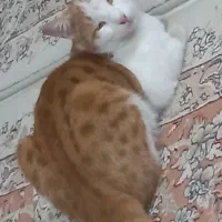 گربه خانگی گم شده