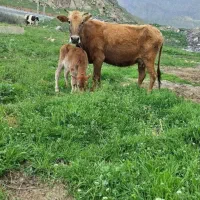 گاو