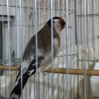 سهره جوجه سال رام رام نرهست|پرنده|ارومیه, |دیوار